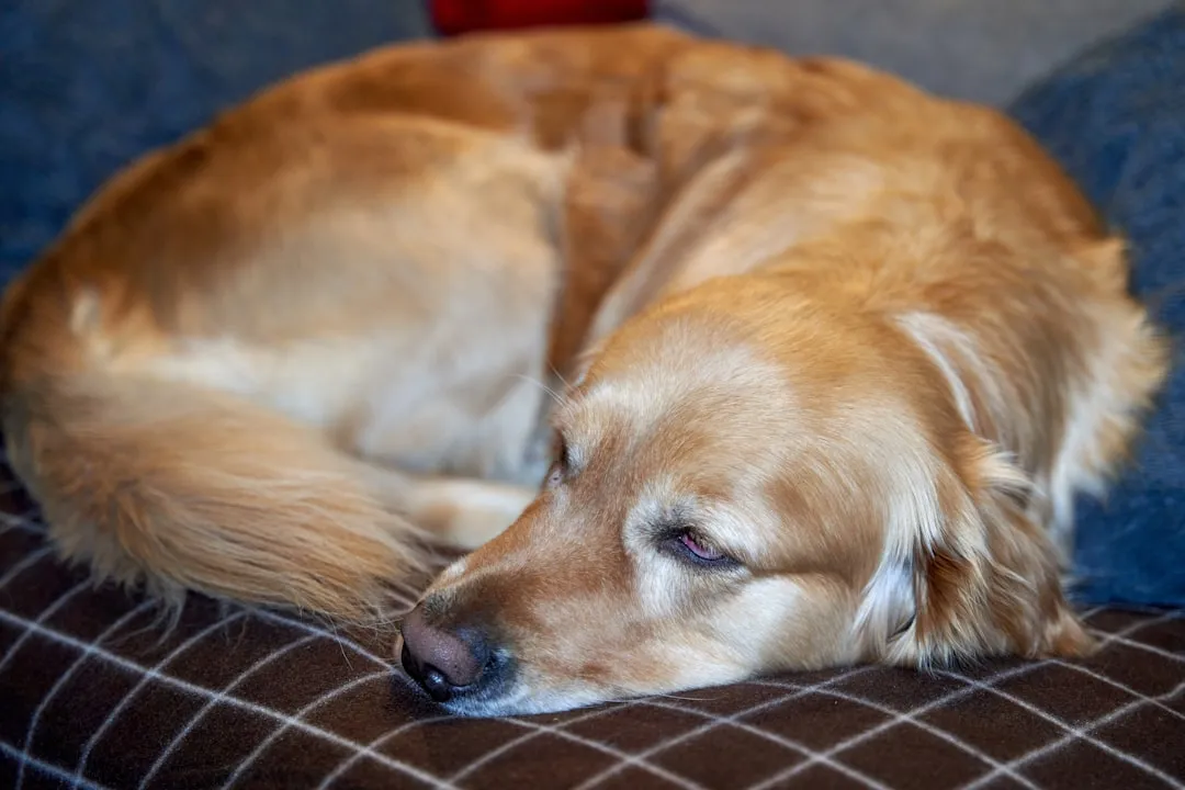 #4 - They Start Sleeping in Places They Never Used To (Image Credits: Unsplash)