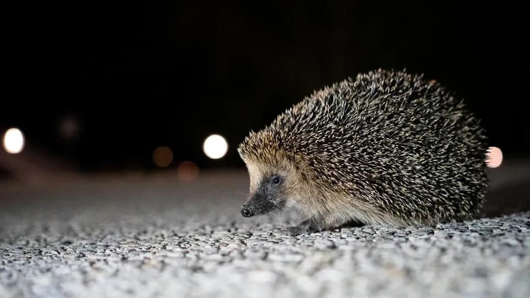 The Hedgehog's Hustle: Nighttime Foraging Masters (Image Credits: Unsplash)