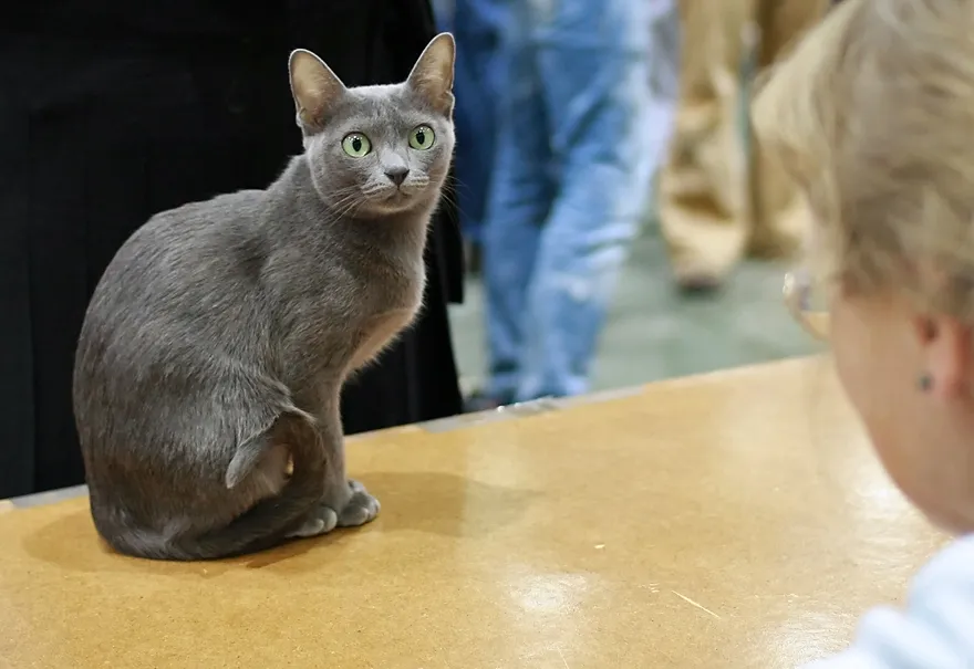 #24 - Korat (URK cat show Vantaa 2007-10-20, photo 148/255, CC BY-SA 3.0)