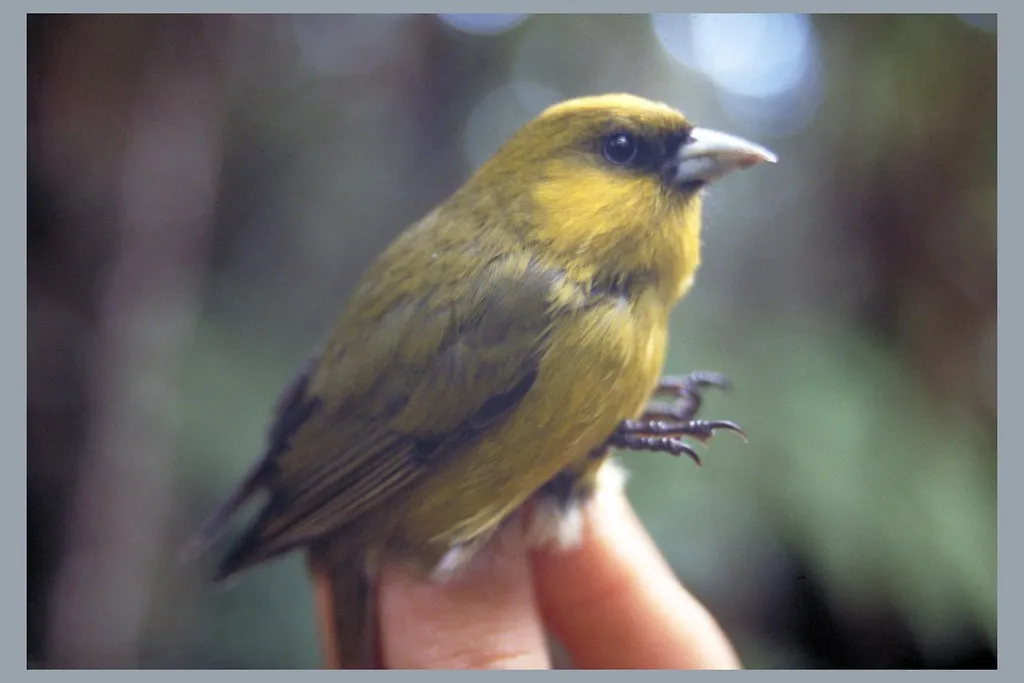 ‘Akeke‘e: The Split-Billed Specialist of Kaua‘i (Image Credits: Flickr)