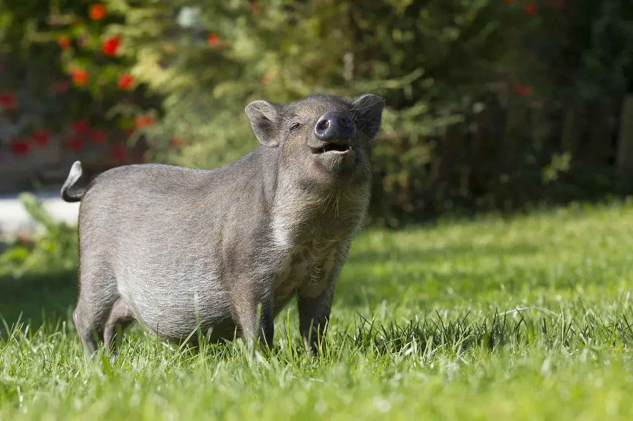 #2: The Domestic Pig - Born from a Fearsome Wild Boar (Image Credits: Pixabay)
