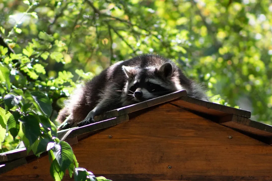 11. Raccoons and Squirrels in Roofs and Chimneys (Image Credits: Unsplash)