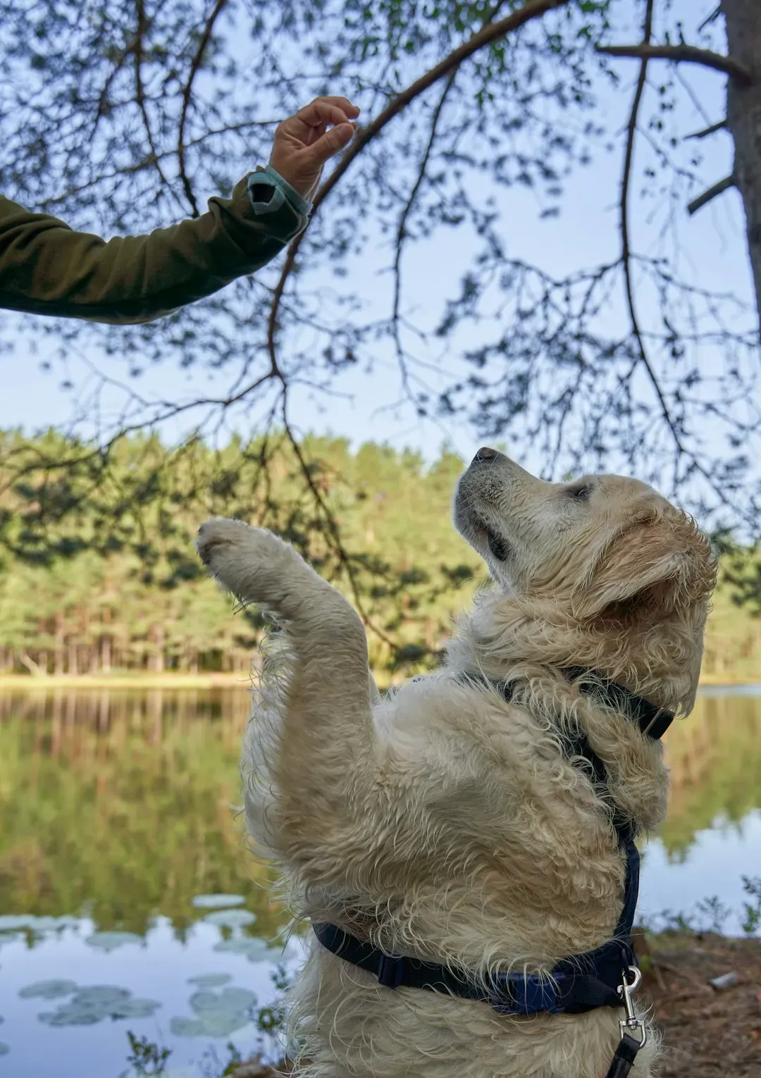 They're Incredibly Intelligent and Easy to Train (Image Credits: Unsplash)