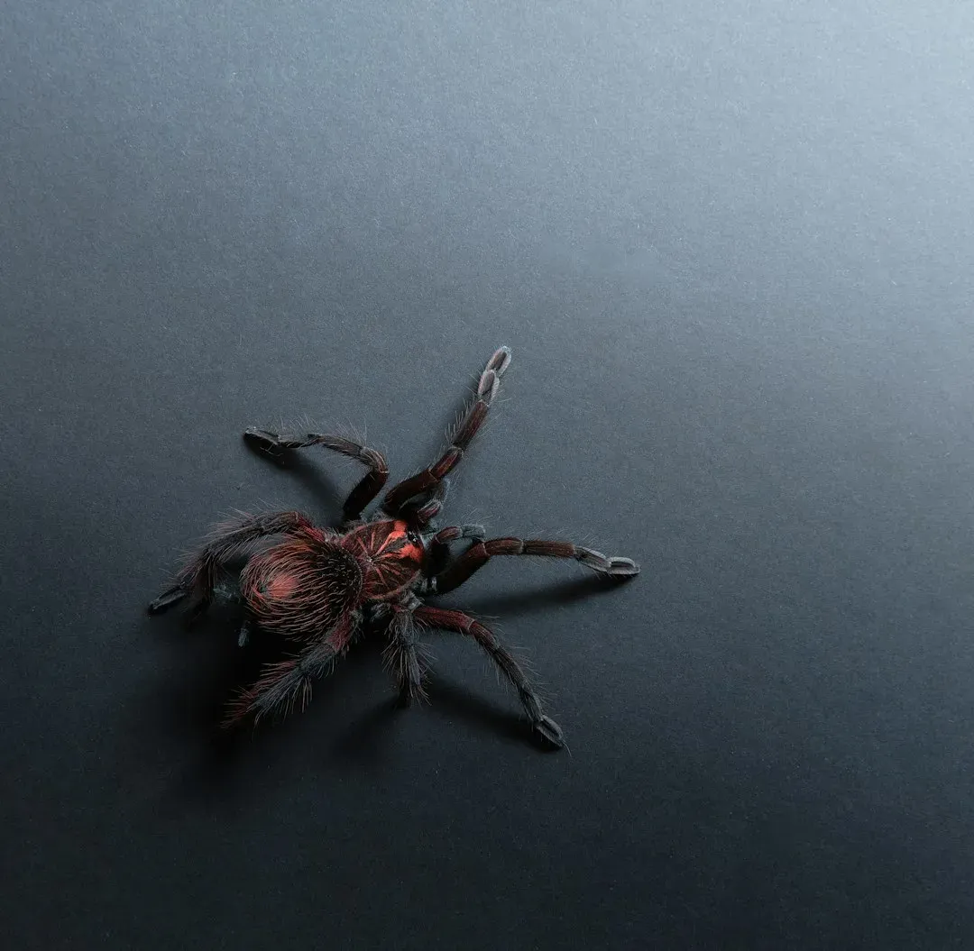 Indian Rainbow Tarantula: Psychedelic And Endangered (Image Credits: Unsplash)