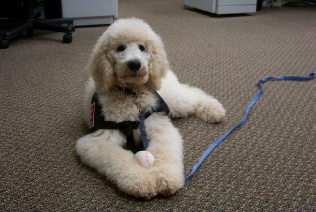 #11 Toy Poodle (Image Credits: Flickr)