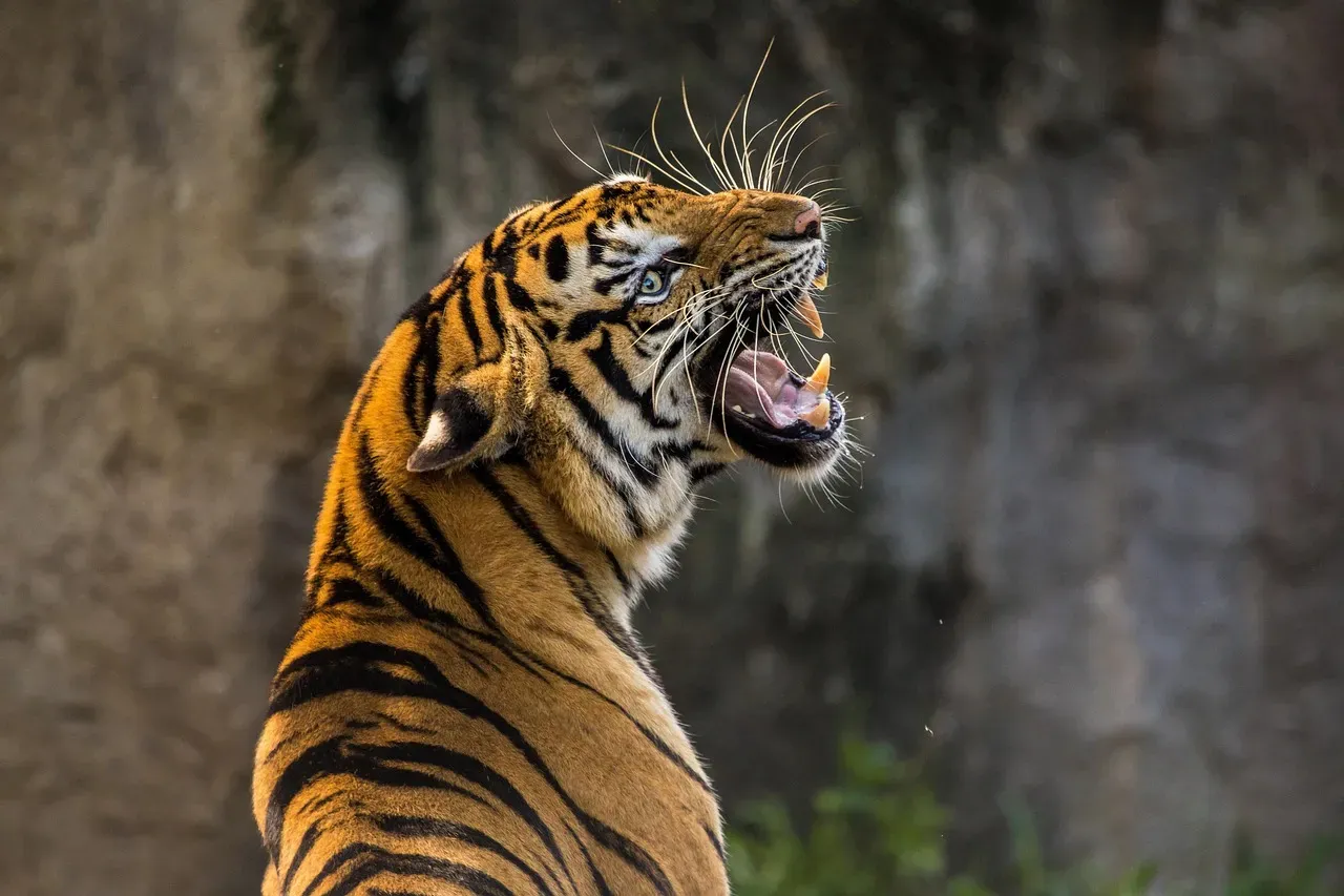 7. The Tiger's Roar Can Be Heard for Miles (Image Credits: Pixabay)