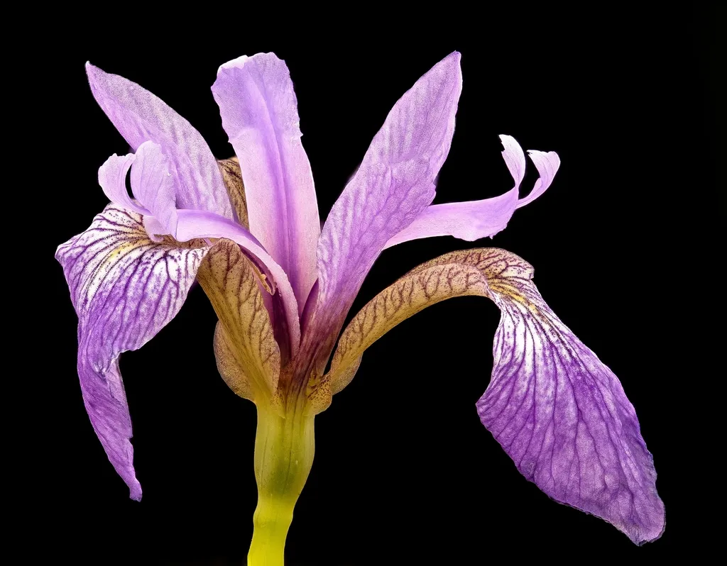 Pisces – Blue Flag Iris (Image Credits: Rawpixel)