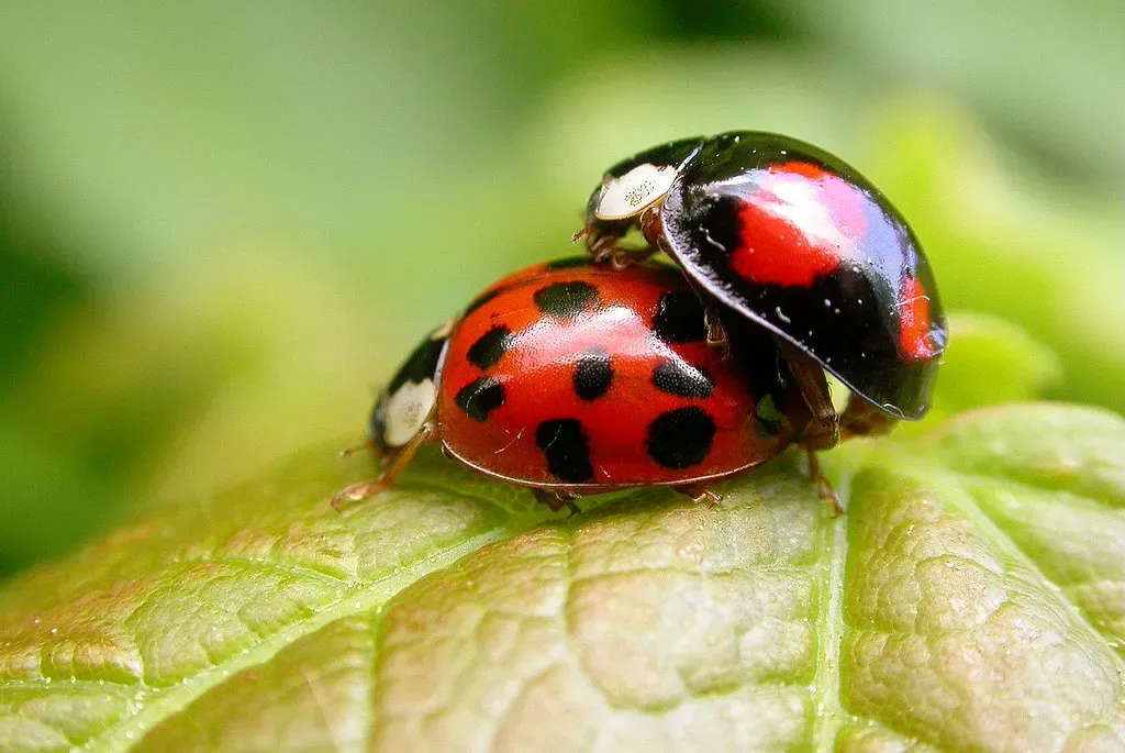 Nature's Pest Control: Predators Working Without a Paycheck (Gilles San Martin, Flickr, CC BY-SA 2.0)