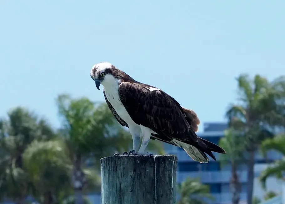 #6 Virgo (August 23 – September 22): The Osprey (Image Credits: Pexels)
