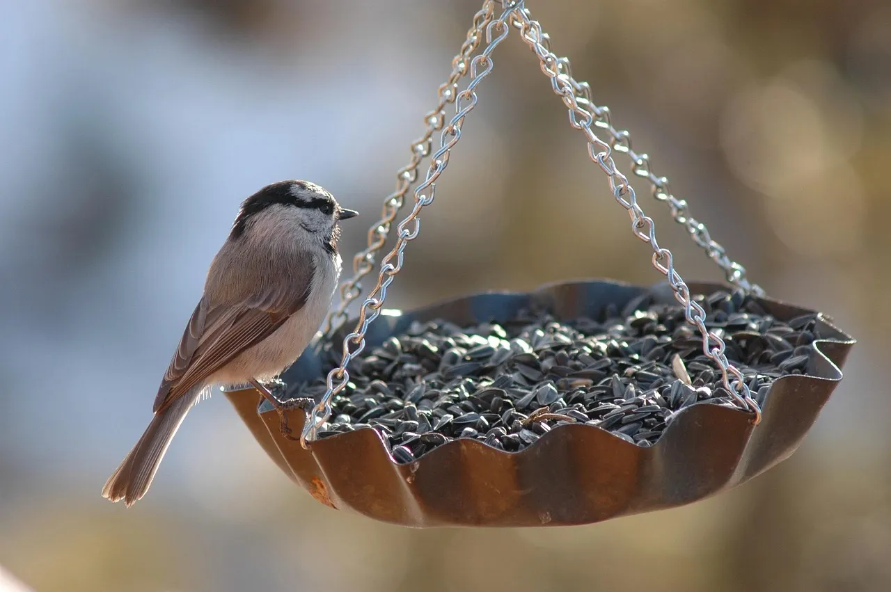 #12 - Swap Cheap Seed Mixes for Species-Specific Fuel (Image Credits: Pixabay)