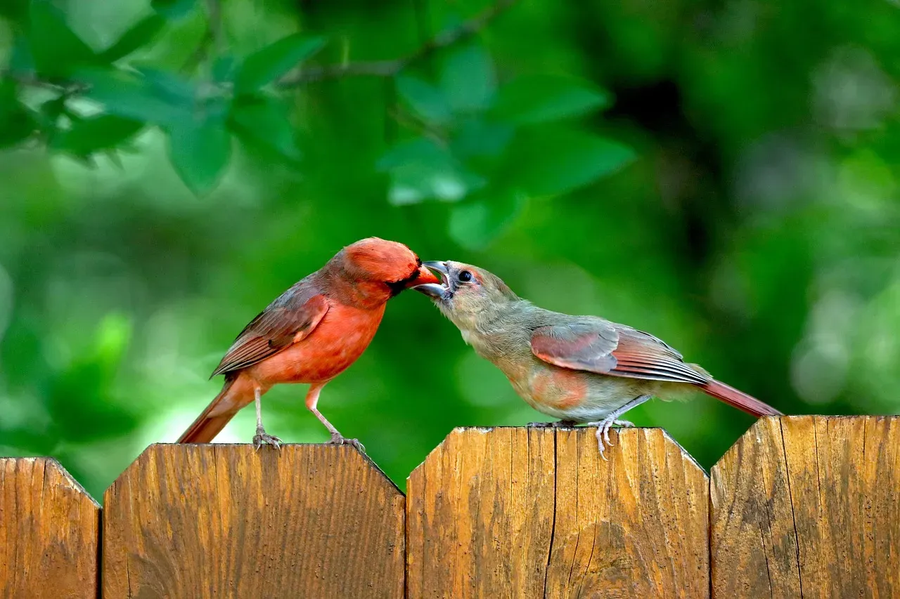 #10: The Male Feeds the Female More Frequently (Image Credits: Pixabay)