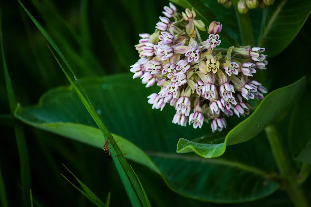 #1 Common Milkweed (Asclepias syriaca) (Image Credits: Unsplash)