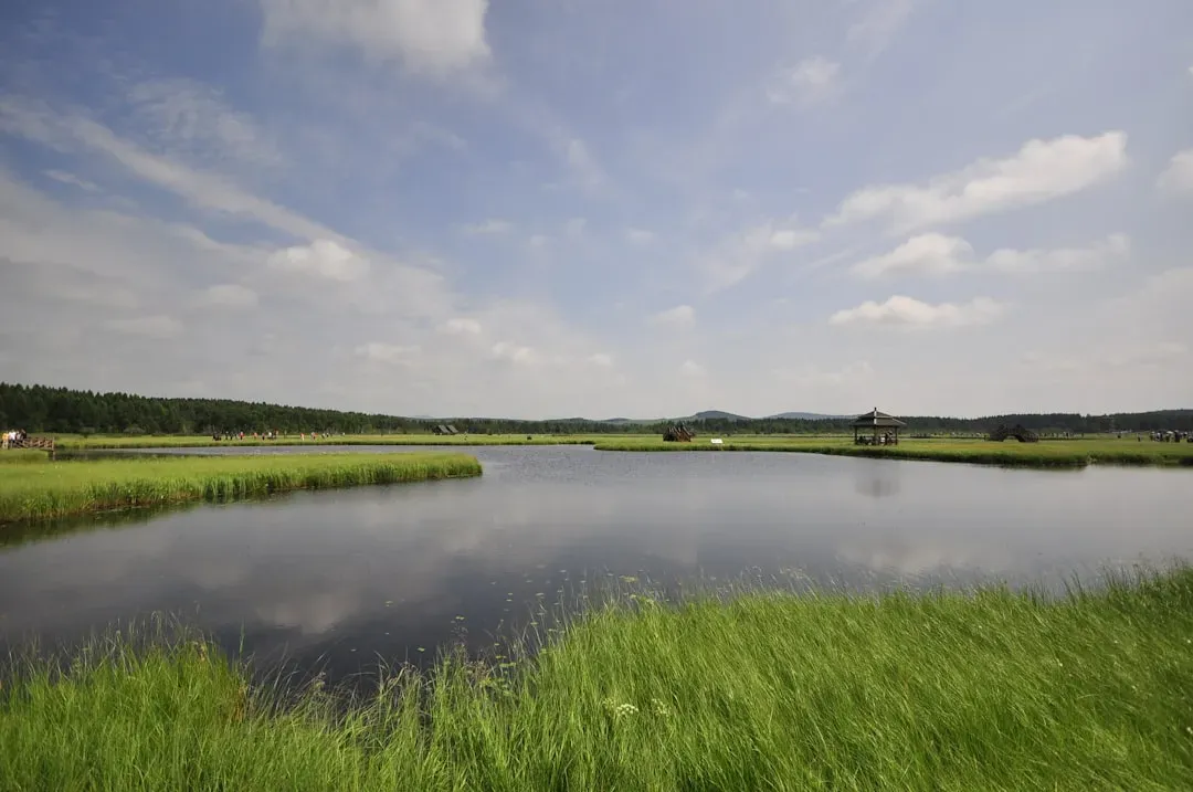 11. Wetland Restoration Projects Yield Quick Results (Image Credits: Unsplash)