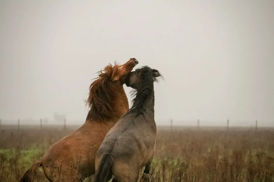 Leo (Image Credits: Unsplash)