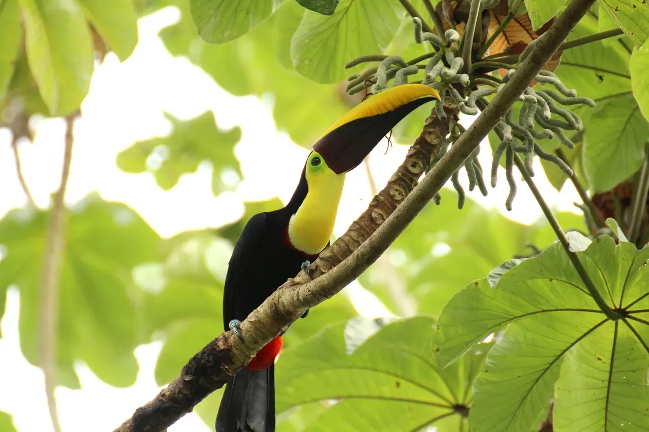 Manuel Antonio National Park, Costa Rica: Nature's Perfect Balance (Image Credits: Pixabay)