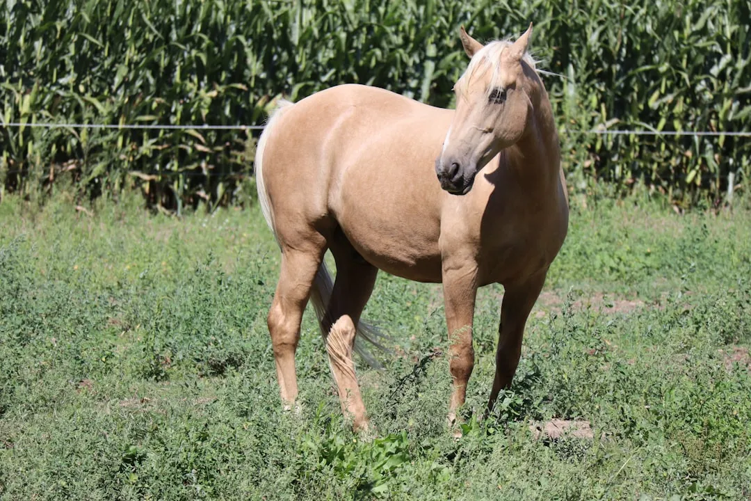 #8 - Tennessee Walking Horse: The Show-Bred Horse Hiding Old Scars (Image Credits: Unsplash)