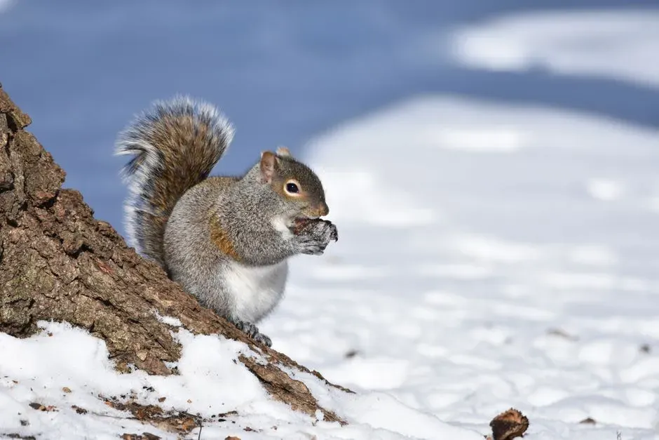 #6: They Don't Hibernate - Not Even Close (Image Credits: Pexels)