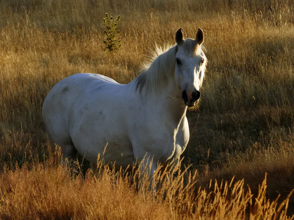A Name Rooted in Wonder: The Meaning of Sun'ka Wakan (Image Credits: Stocksnap)