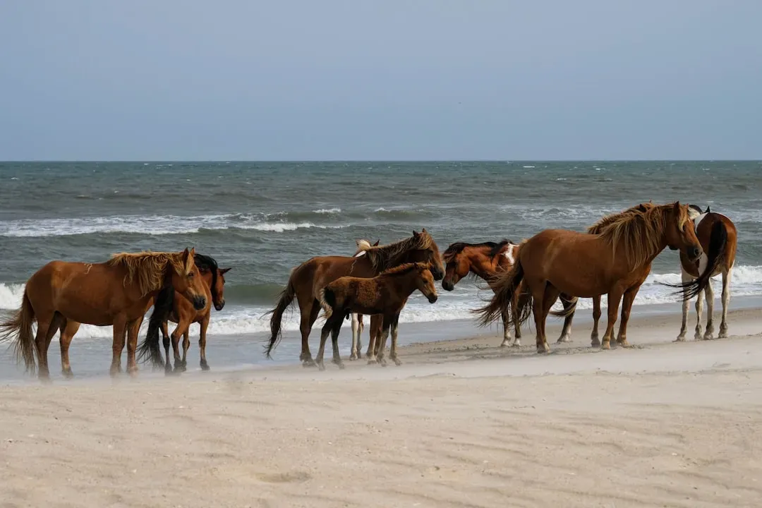 Assateague Island, Maryland and Virginia (Image Credits: Unsplash)