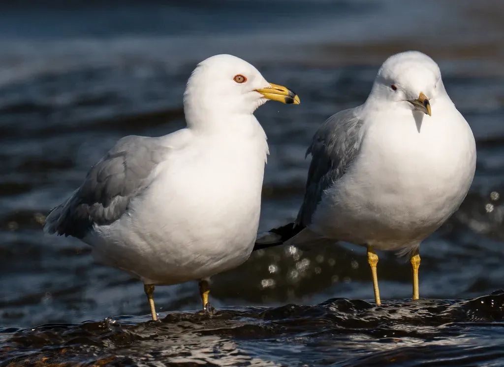 Conclusion: The Animal Kingdom Has Been Talking. We Are Finally Starting to Listen. (Image Credits: Flickr)