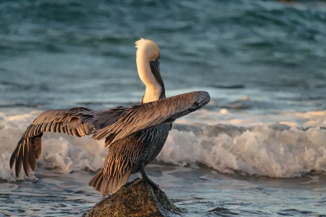 Pelican Island: Where the Refuge System Was Born (Image Credits: Unsplash)