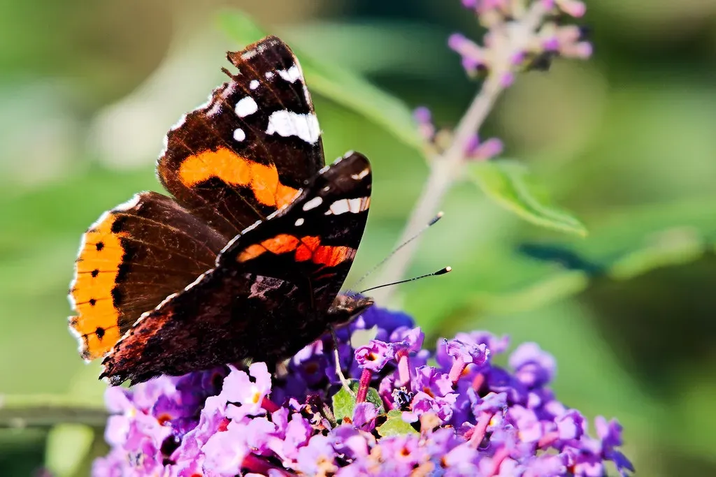Red Admiral (Image Credits: Flickr)