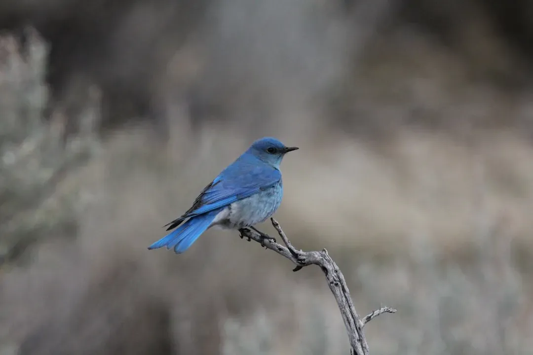 Mountain Bluebird: Idaho's Sky-Blue Nomad (Image Credits: Unsplash)