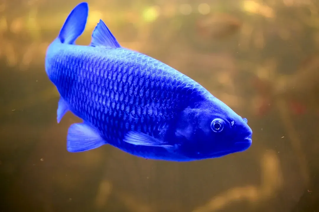3. Bluehead Wrasse: The Speed Champion of Sex Change (Image Credits: Unsplash)