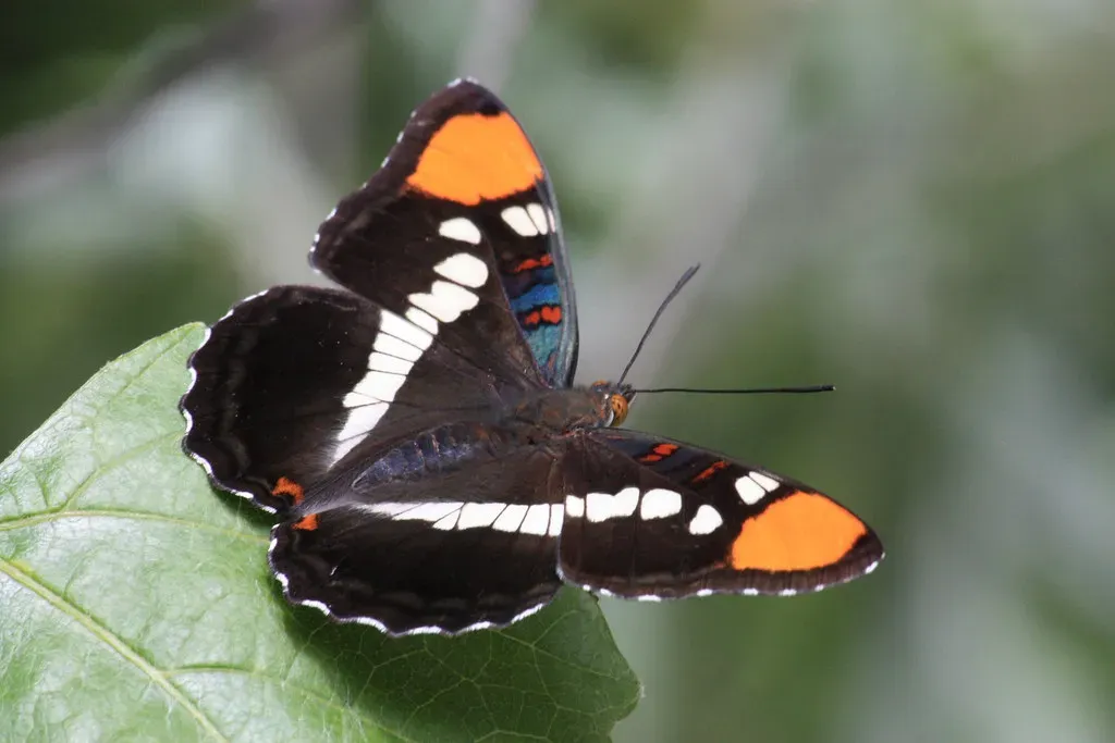 3. California - Where Plant Life Drives Wing Life (tpaaske, Flickr, CC BY 2.0)