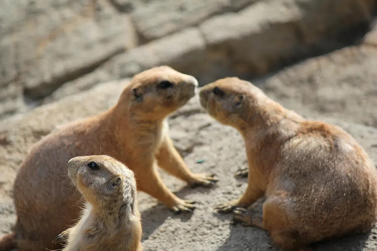 Prairie Dog Towns: Underground Metropolises (Image Credits: Pixabay)