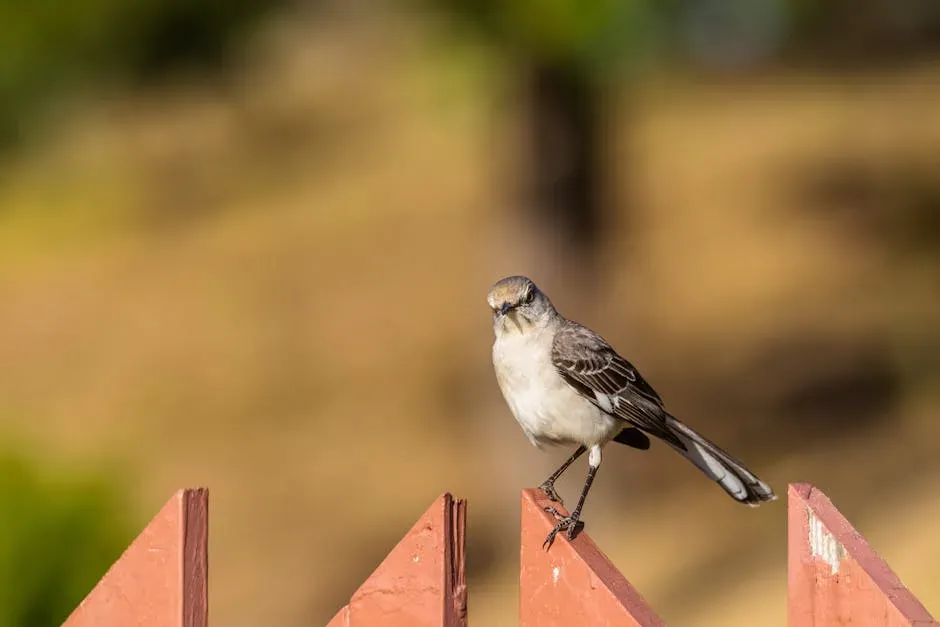 #9: Mockingbirds Can Recognize and Remember Individual Human Faces (Image Credits: Pexels)