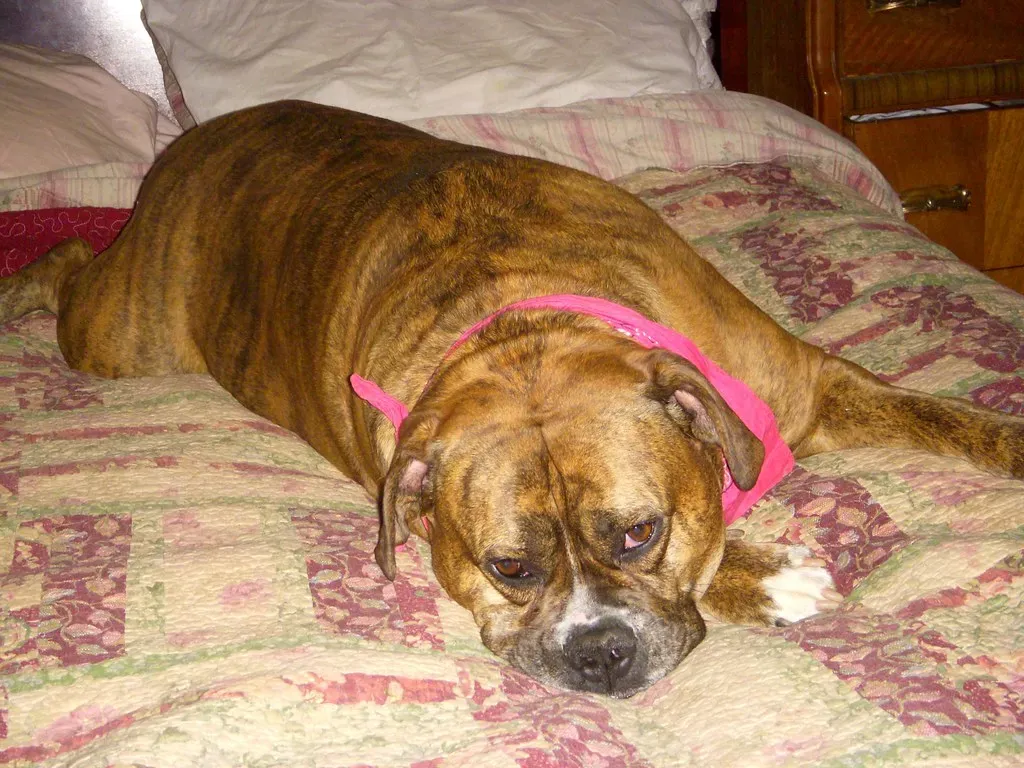 Dogs Don't Just Grieve Loss of Life. They Grieve Loss of Lightness. (daisyelaine, Flickr, CC BY 2.0)