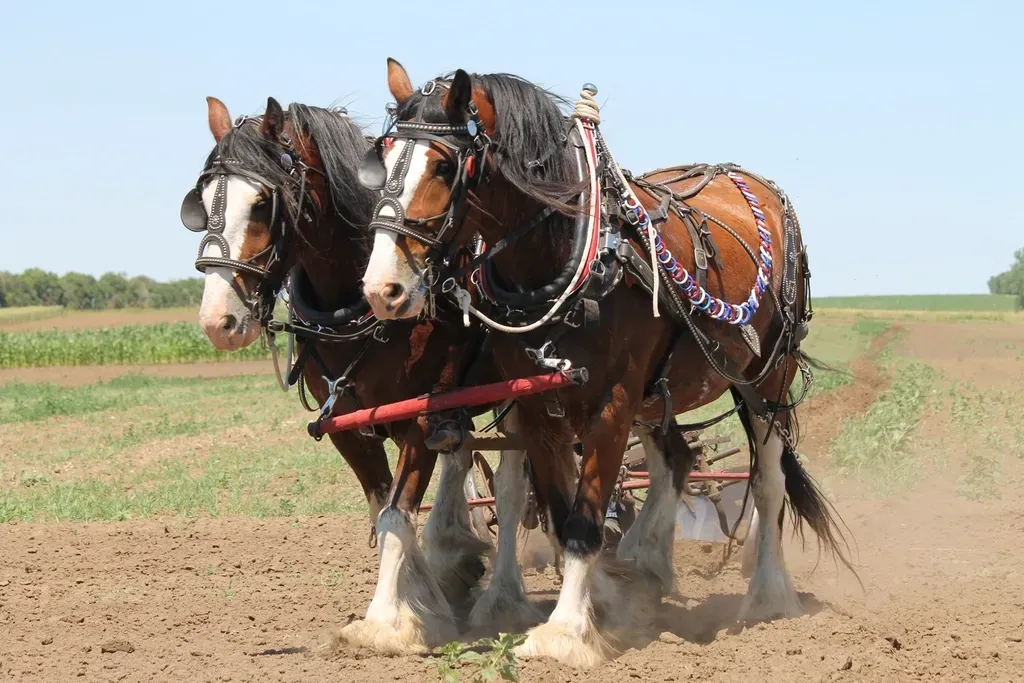January: The Steadfast Clydesdale (Image Credits: Rawpixel)