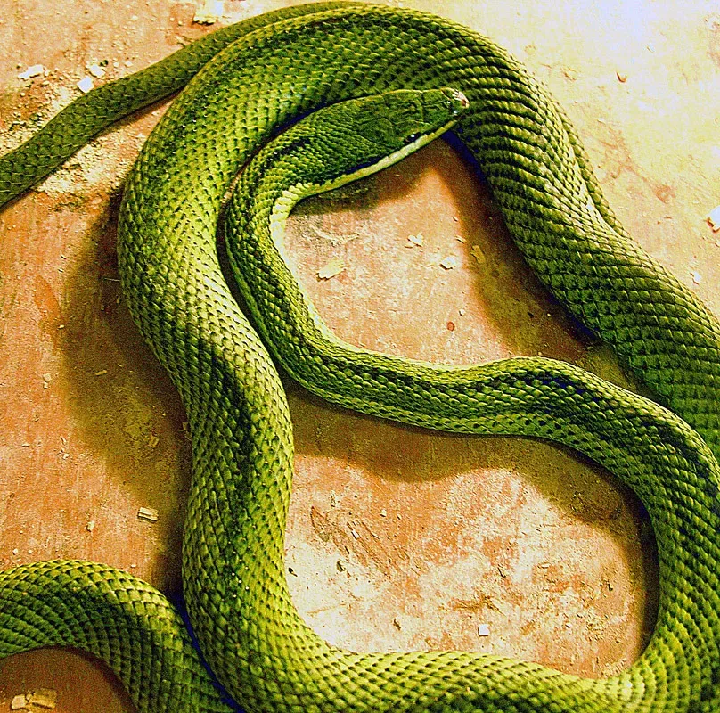 The Anaconda (Image Credits: Flickr)