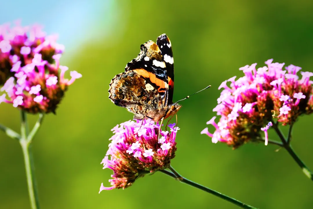 11. Butterflies Keep Coming Back to Your Garden (Image Credits: Unsplash)
