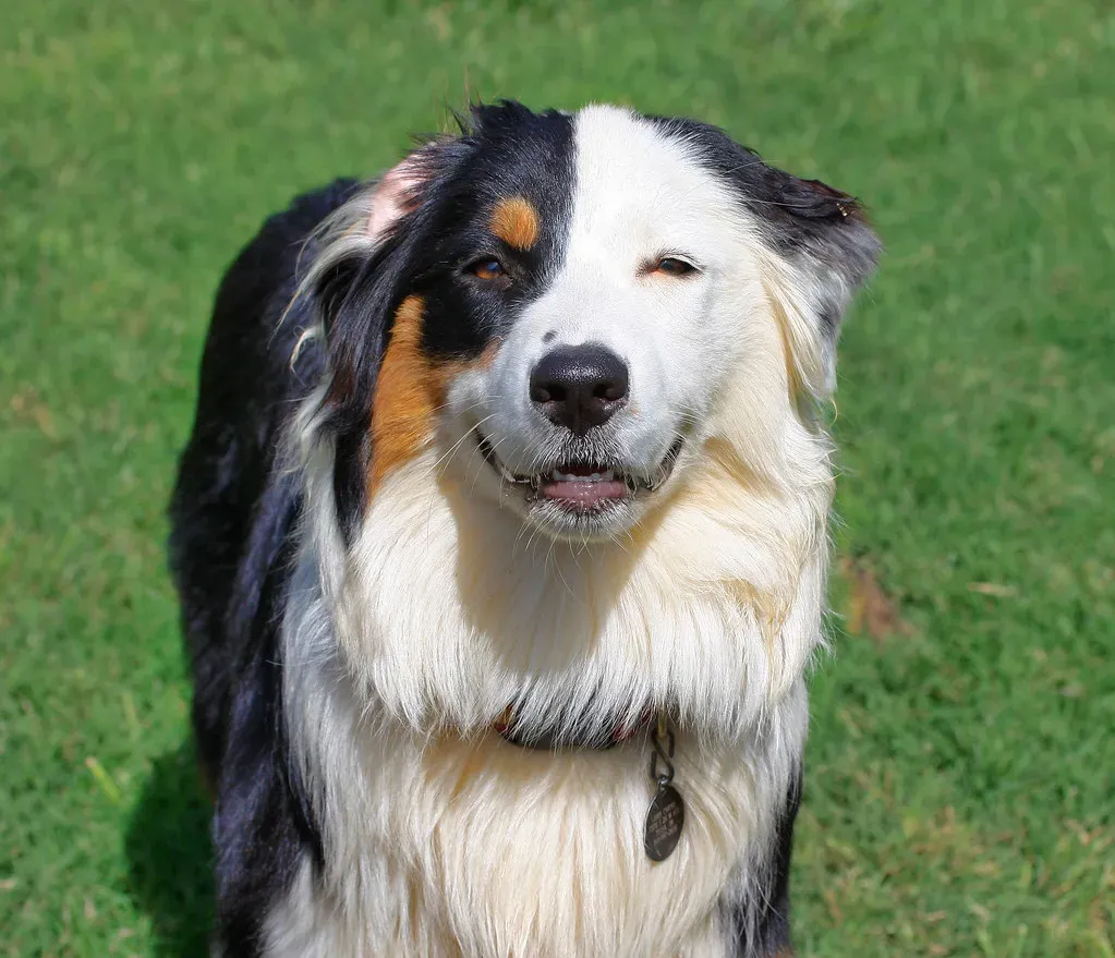 #20: Australian Shepherd - Herding Instinct Never Clocks Off (carterse, Flickr, CC BY-SA 2.0)