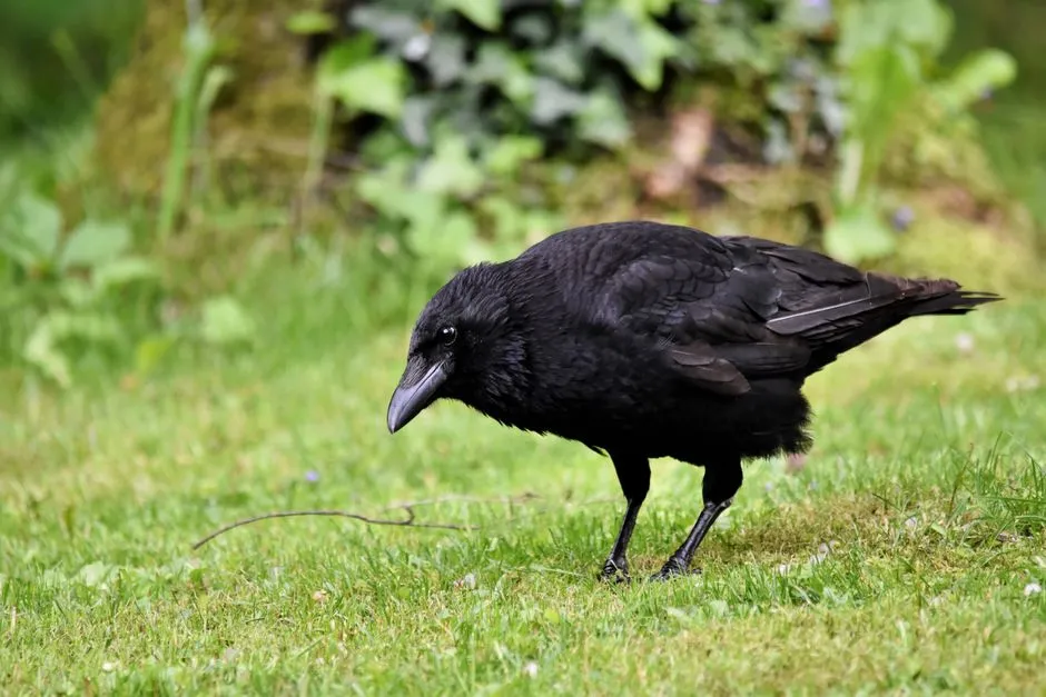 Why This Matters for Understanding Animal Minds (Image Credits: Pexels)