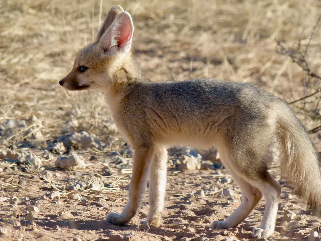 Cape Fox: Southern Africa's Arid Land Specialist (Image Credits: Flickr)