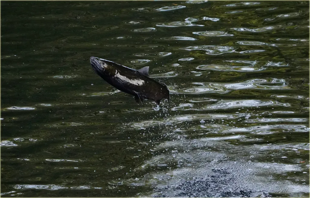 The Salmon: Determination Against the Current (Image Credits: Flickr)