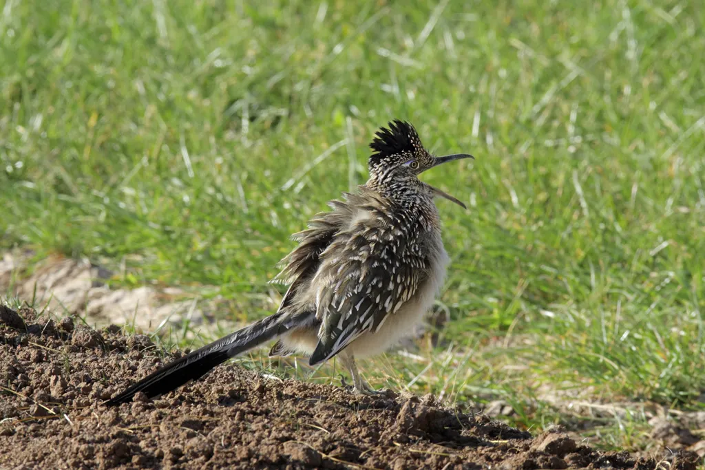 Assessing Potential Threats (Flickr: Greater Roadrunner sunning and making a fuss....2 of 2 in set, CC BY 2.0)