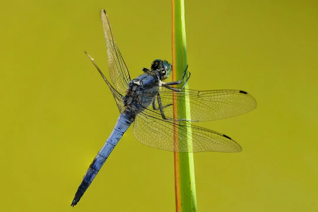 Aquarius: The Dragonfly (Image Credits: Unsplash)