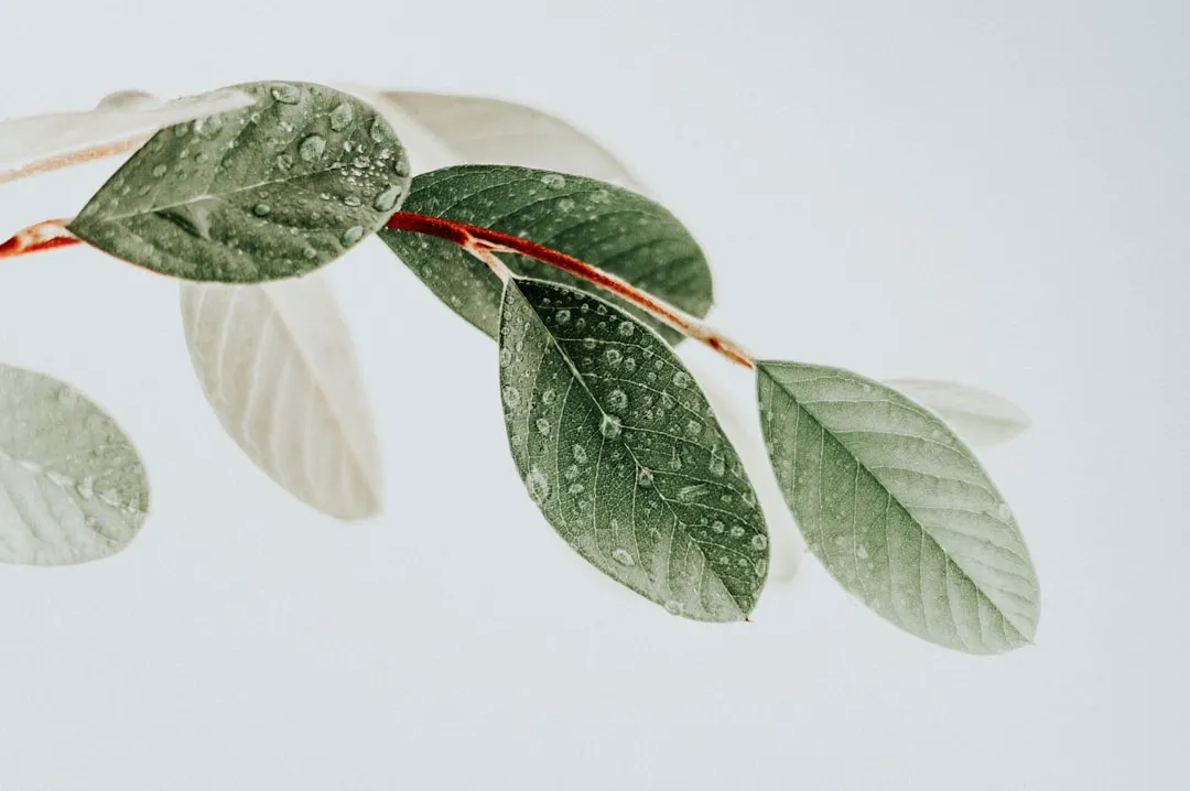 #3 - Overwatering Kills More Plants Than Drought Ever Will (Image Credits: Unsplash)