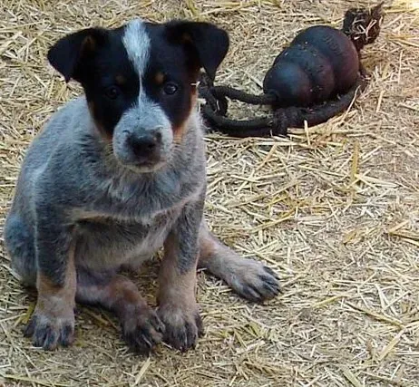 15. Australian Cattle Dog (jimbomack66, Flickr, CC BY 2.0)