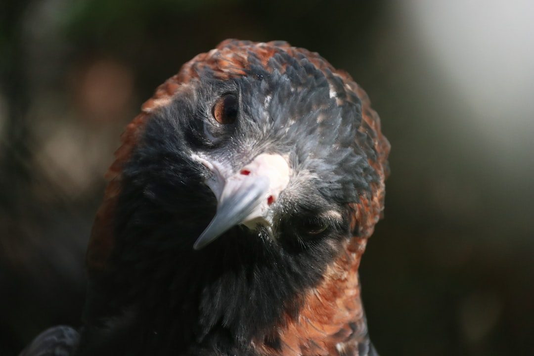 The Keen Hawk: Sharp Focus and Problem-Solving Abilities (Image Credits: Unsplash)