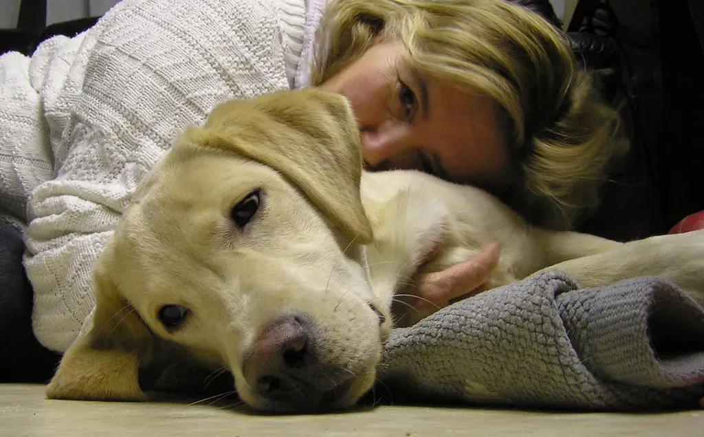 #4. The Labrador Retriever: When Loyalty Becomes Vulnerability (smerikal, Flickr, CC BY-SA 2.0)