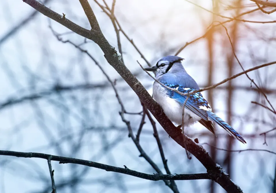Anticipating Their Return and Supporting Future Visits (Image Credits: Stocksnap)