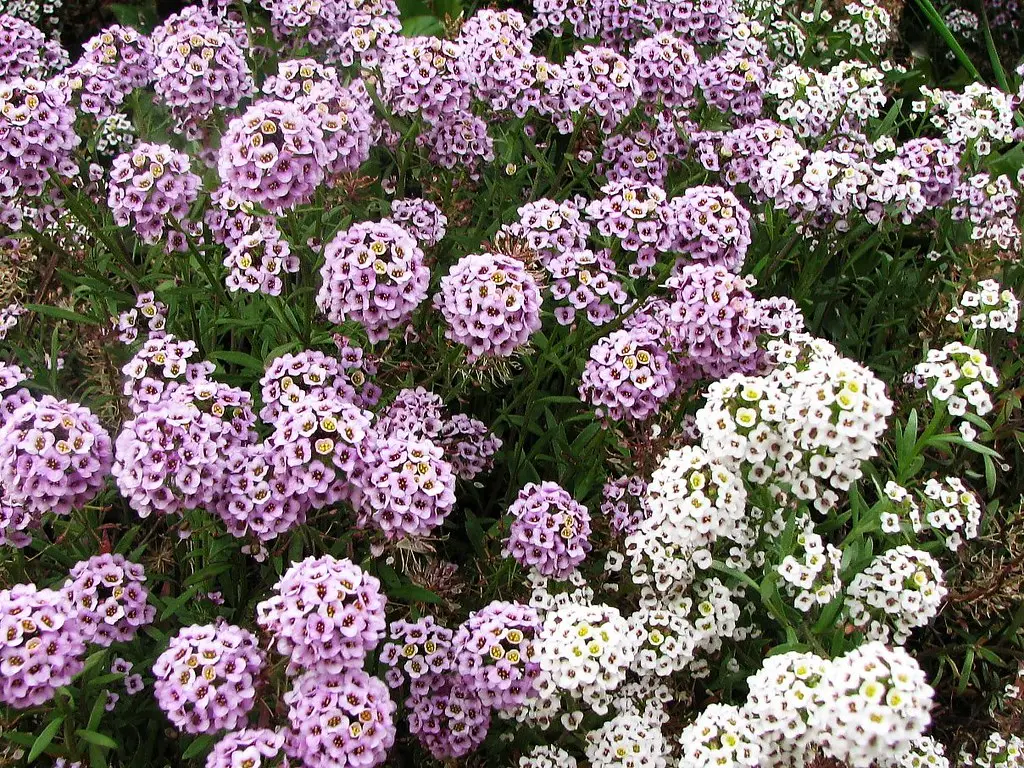 #35 - Sweet Alyssum: Fantastic Filler, Forgettable to Hummingbirds (hortulus, Flickr, CC BY 2.0)