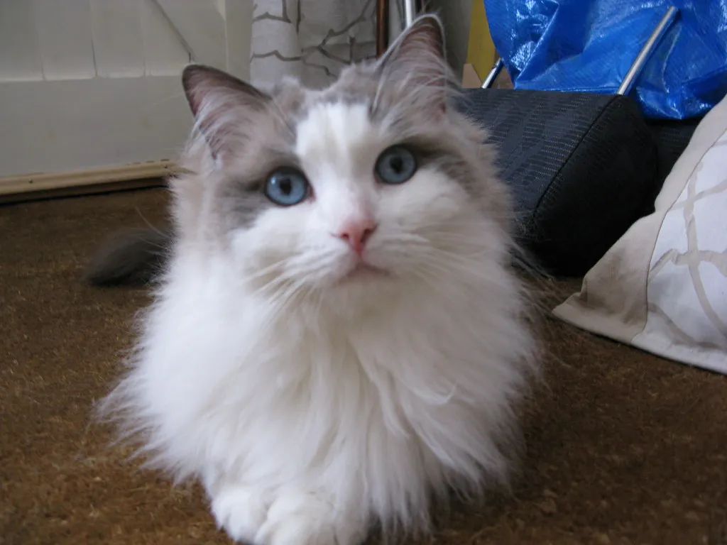 #2 &ndash; Domestic Longhair Moggies: The Overlooked Stars of Quiet Homes (big-ashb, Flickr, CC BY 2.0)