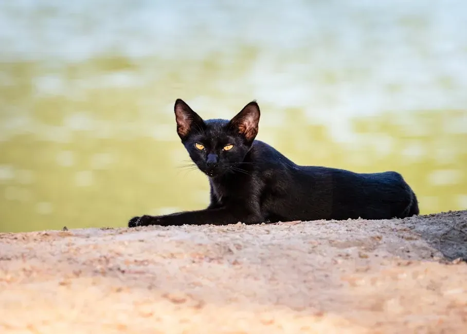 Scorpio (October 23 &ndash; November 21): The Bombay, Two Mysteries as One (Image Credits: Pexels)