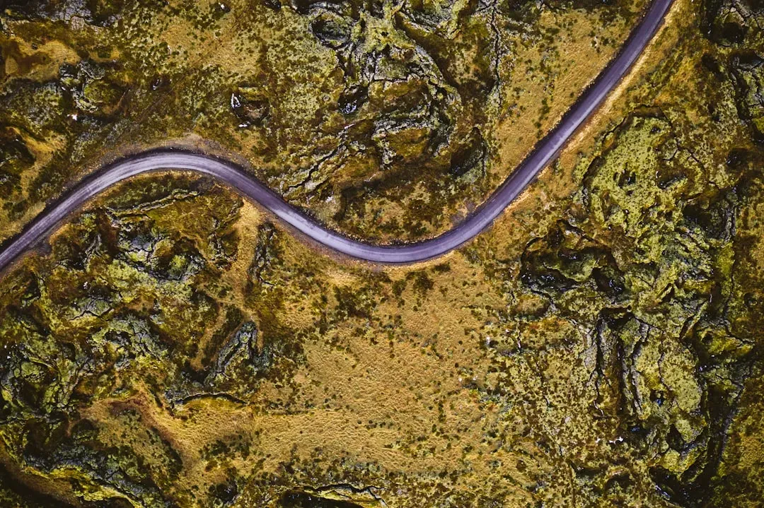 Planarian Flatworm: Regrows from a Sliver (Image Credits: Unsplash)